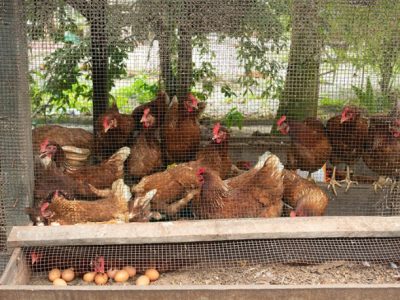 Ayam Kampung Cepat Besar di Buayan, Kebumen