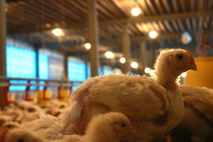 Kandang Ayam Petelur di Purwokerto Utara, Banyumas