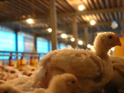 Kandang Ayam Petelur di Purwokerto Utara, Banyumas