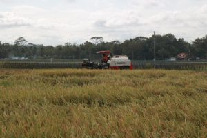 Modal Ternak Ayam di Bener, Purworejo yang Menguntungkan