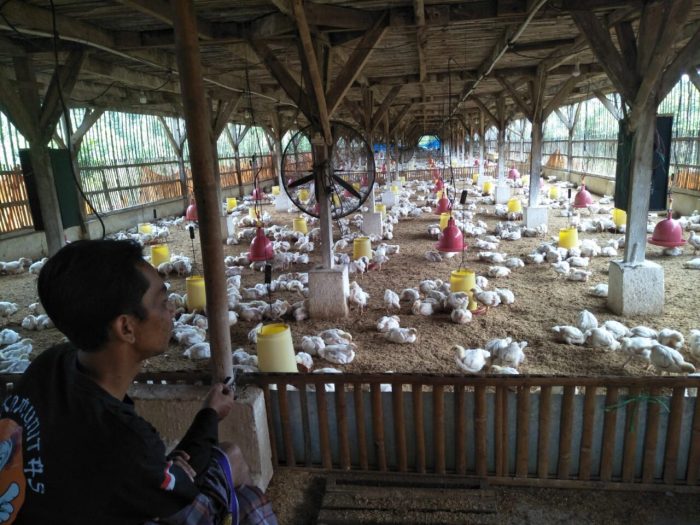 Ayam Broiler Mati di Banyuurip, Purworejo
