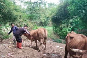 Vaksin Ayam Kampung di Karanganyar, Kebumen untuk Kesehatan