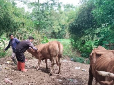 Vaksin Ayam Kampung di Karanganyar, Kebumen
