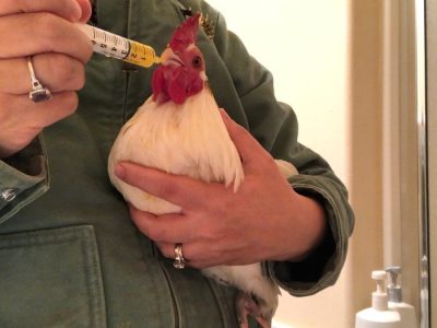 Obat Ayam Ngorok di Poncowarno, Kebumen