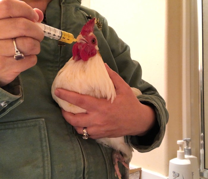 Obat Ayam Ngorok di Poncowarno, Kebumen