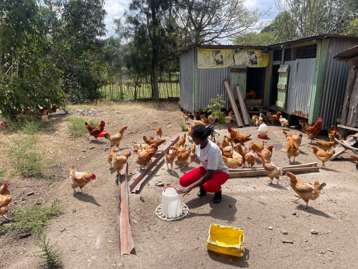 Ternak Ayam Modal Kecil di Sadang, Kebumen