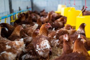 Harga Pakan Ayam di Kutoarjo, Purworejo Terkini