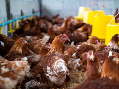 Harga Pakan Ayam di Kutoarjo, Purworejo
