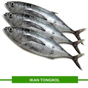 Ayam Broiler Sakit di Purwodadi, Purworejo yang Mengkhawatirkan