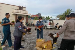 Ayam Bangkok Pukul Mati di Cilongok, Banyumas yang Terkenal