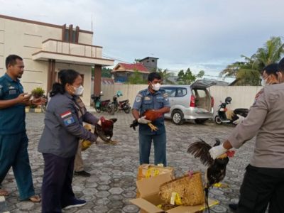 Ayam Bangkok Pukul Mati di Cilongok, Banyumas