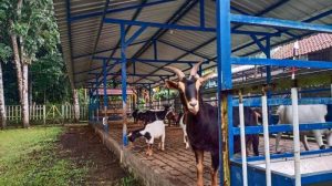 Grup Peternak Broiler di Loano, Purworejo Mendorong Ekonomi