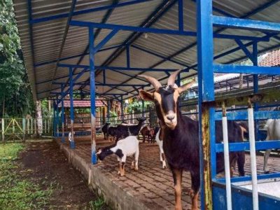 Grup Peternak Broiler di Loano, Purworejo