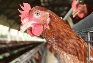Usaha Ternak Ayam di Karangsambung, Kebumen yang Menjanjikan