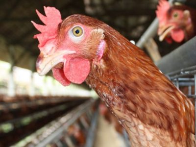 Usaha Ternak Ayam di Karangsambung, Kebumen