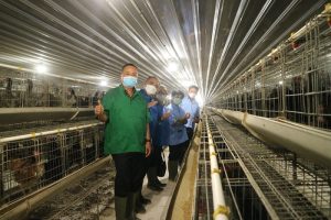 Cara Ternak Ayam di Butuh, Purworejo untuk Pemula