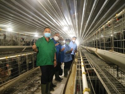 Cara Ternak Ayam di Butuh, Purworejo