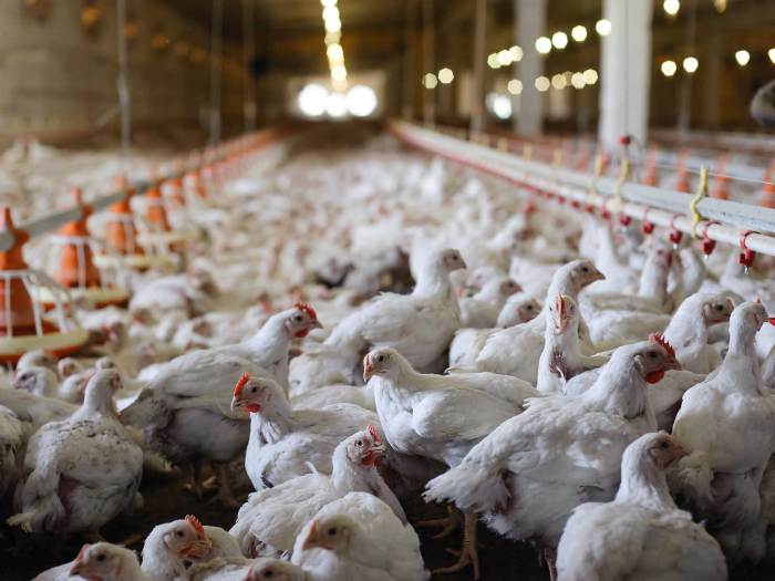 Ayam Petelur Tidak Produksi di Pakuncen, Banyumas