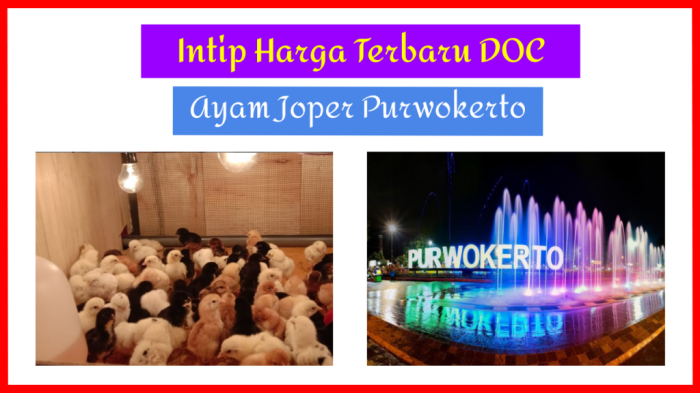 DOC Ayam Petelur di Purwokerto Timur, Banyumas