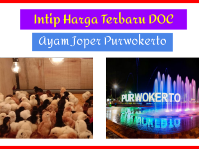 DOC Ayam Petelur di Purwokerto Timur, Banyumas