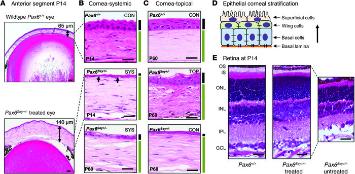 Penyakit Ayam Lengkap di Banyumas, Kabupaten Banyumas