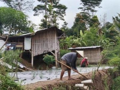 Ayam Lumpuh di Lumbir, Banyumas