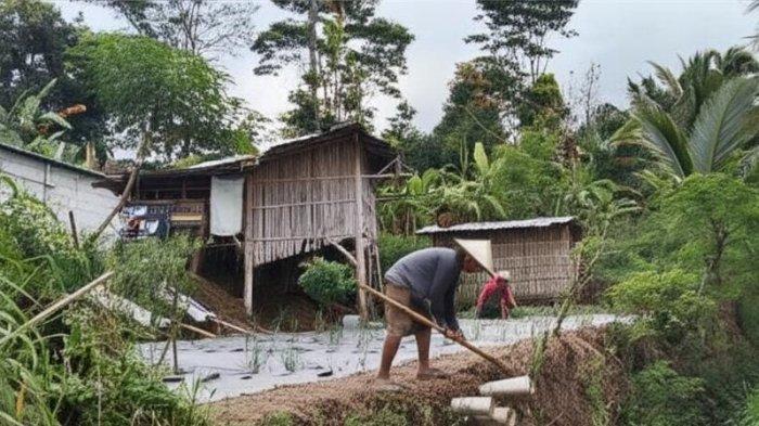 Ayam Bangkok Pukul Mati di Sokaraja, Banyumas