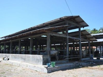 Komunitas Ayam Kampung di Padureso, Kebumen