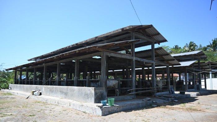 Komunitas Ayam Kampung di Padureso, Kebumen