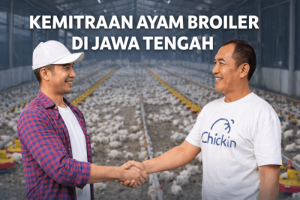 Grup Peternak Broiler di Ayah, Kebumen Membangun Ekonomi Lokal