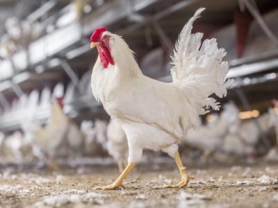 Cara Ternak Ayam Petelur di Kalibagor, Banyumas