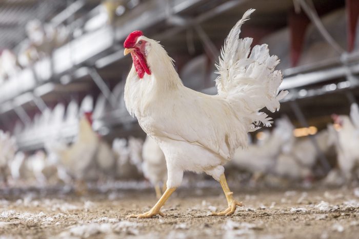 Cara Ternak Ayam Petelur di Kalibagor, Banyumas