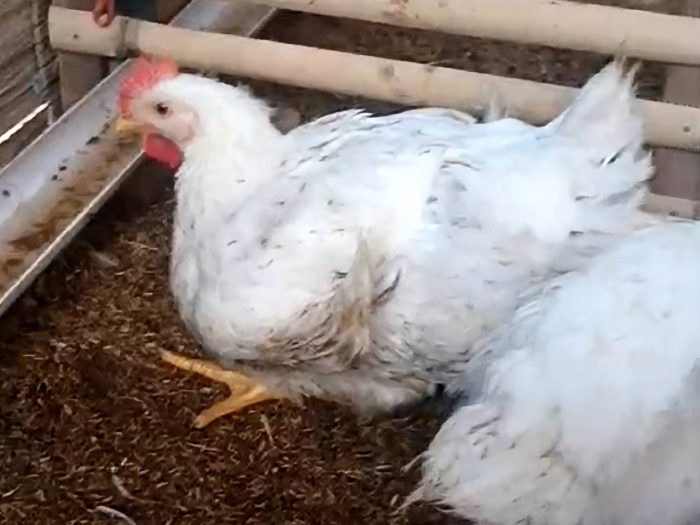 FCR Ayam Broiler di Patikraja, Banyumas