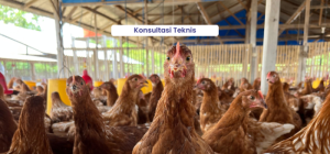 Tanya Penyakit Ayam di Alian, Kebumen dan Solusinya