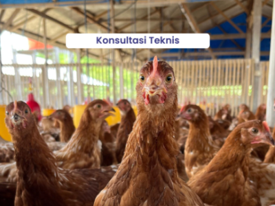 Tanya Penyakit Ayam di Alian, Kebumen