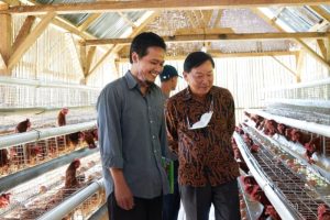 DOC Ayam Petelur di Kuwarasan, Kebumen Berkembang Pesat
