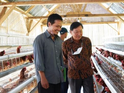 Kandang Ayam Petelur di Rowokele, Kebumen
