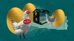 Latihan Ayam Bangkok di Sruweng, Kebumen yang Optimal
