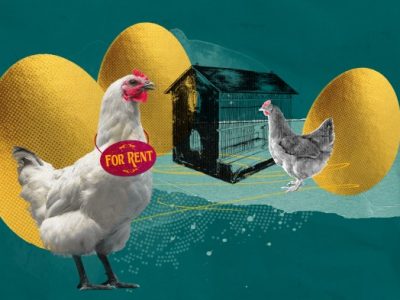 Latihan Ayam Bangkok di Sruweng, Kebumen