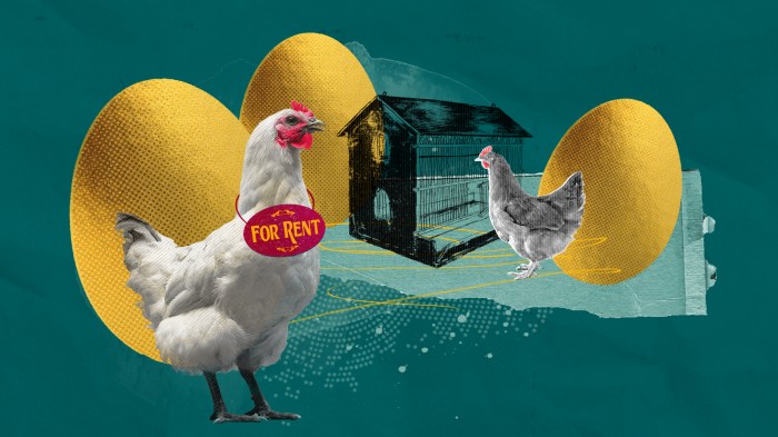 Latihan Ayam Bangkok di Sruweng, Kebumen