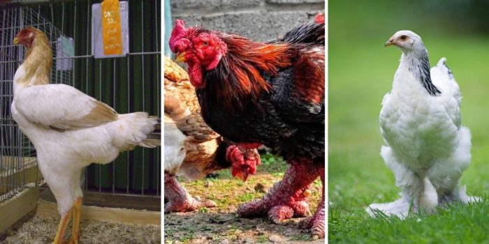 Ayam Terbesar Di Indonesia di Kembaran, Banyumas