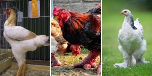 Ayam Terbesar Di Indonesia di Kembaran, Banyumas