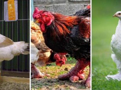 Ayam Terbesar Di Indonesia di Kembaran, Banyumas