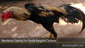 Latihan Ayam Bangkok di Sumpiuh, Banyumas yang Menggugah