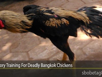 Latihan Ayam Bangkok di Sumpiuh, Banyumas