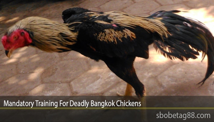 Latihan Ayam Bangkok di Sumpiuh, Banyumas