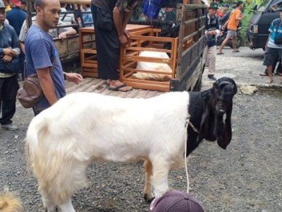 Ayam Kurus di Kaligesing, Purworejo