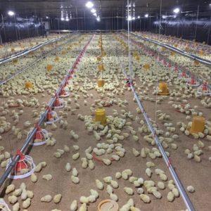 Alat Ternak Ayam di Kembaran, Banyumas yang Efektif