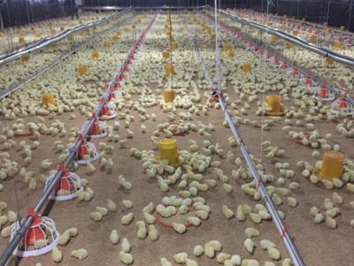 Alat Ternak Ayam di Kembaran, Banyumas
