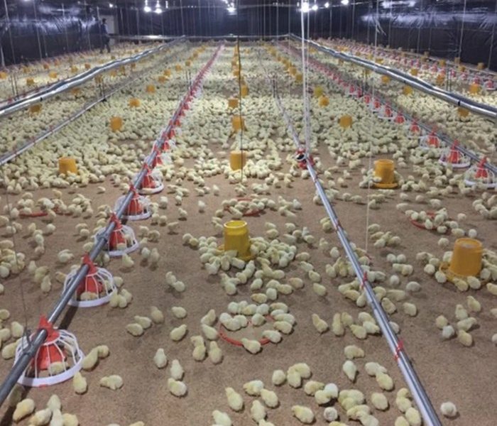 Alat Ternak Ayam di Kembaran, Banyumas